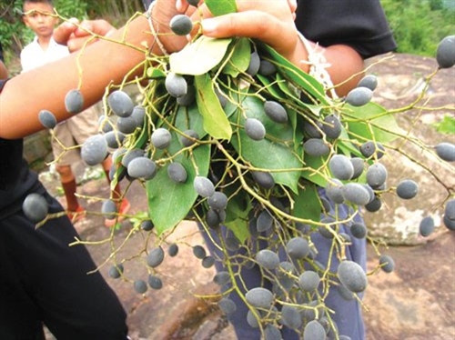 Thơm ngon trái xay Ninh Thuận