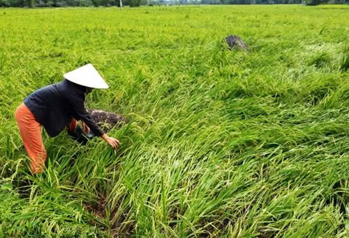 Quảng Nam khẩn trương hỗ trợ người dân bị ảnh hưởng bởi giông lốc