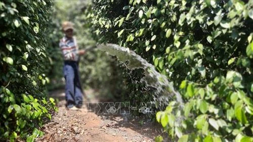 Nông dân Bình Phước gặp khó do tiêu mất mùa