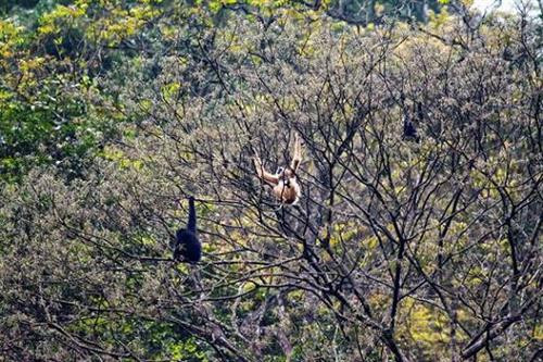 Đề xuất mở rộng và nâng hạng cấp quốc gia Khu Bảo tồn loài và sinh vật cảnh Vượn Cao Vít Trùng Khánh