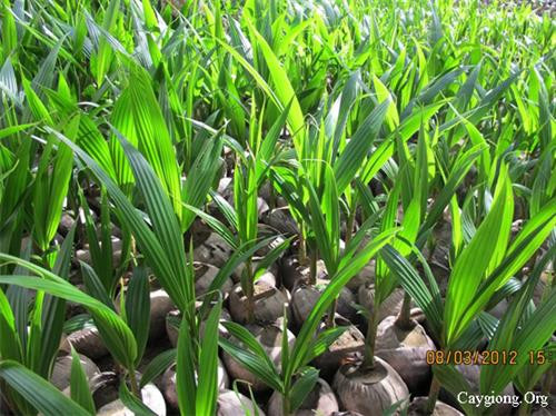 Chọn giống dừa cho hiệu quả kinh tế cao