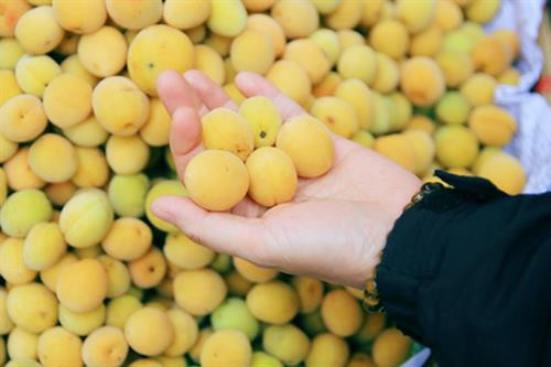 Những đặc sản làm say lòng du khách khi trẩy hội chùa Hương