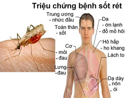 Nghiên cứu phương thức mới tiêu diệt mầm bệnh sốt rét trong gan