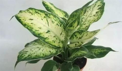 Kỹ thuật trồng cây ngân hậu