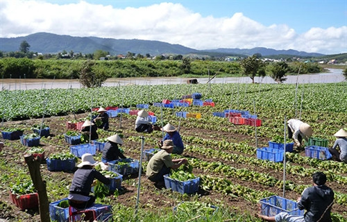Không còn người Tày nghèo ở Đông Hồ