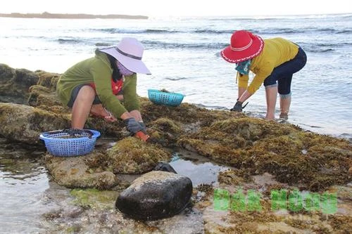 Nghề khai thác rau chân vịt đảo Lý Sơn