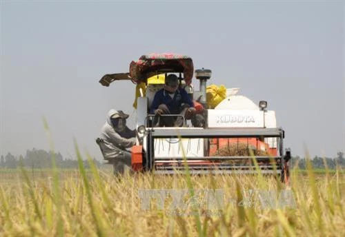 Năm 2018, xây dựng hơn 107 cánh đồng lúa lớn tại Long An