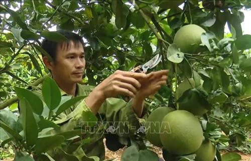 Sơn La : Xây dựng thương hiệu bưởi da xanh Mai Sơn
