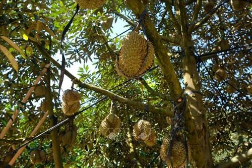 Tỷ phú sầu riêng Lục Văn Cang ở huyện miền núi Khánh Sơn