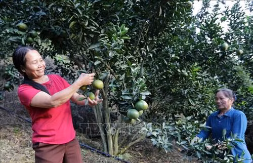 Hòa Bình hỗ trợ nông dân cải tạo vườn tạp gắn với xây dựng cánh đồng mẫu lớn