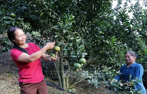 Hòa Bình hỗ trợ nông dân cải tạo vườn tạp gắn với xây dựng cánh đồng mẫu lớn