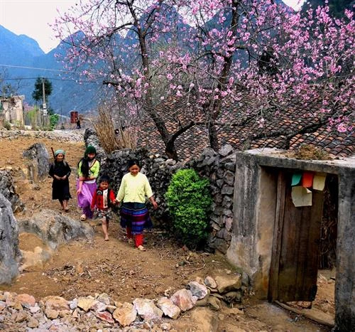 Những bông hoa của núi rừng