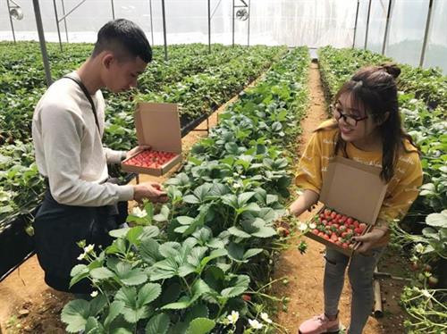 Mô hình du lịch nhà vườn ở Lào Cai hút khách 