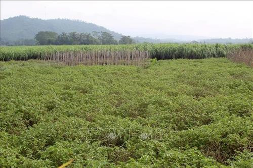 Nhân rộng các mô hình an toàn thực phẩm ở huyện vùng cao Bá Thước