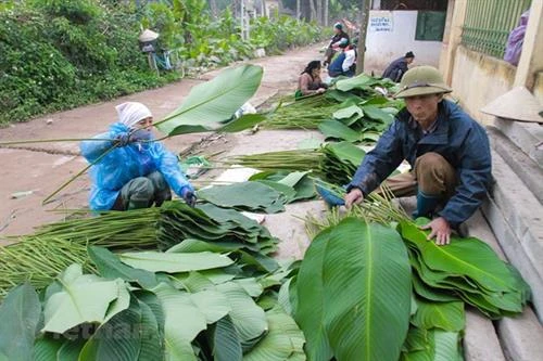Sắc xanh của lá dong Tràng Cát