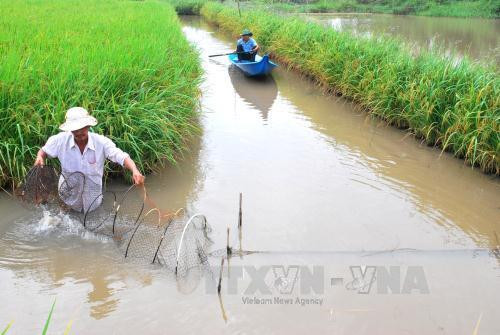 Kỹ thuật nuôi tôm càng xanh trong ruộng lúa