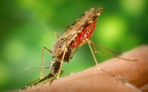 Giới chuyên gia cảnh báo chủng sốt rét kháng thuốc
