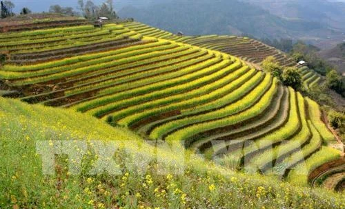 Tuần Văn hóa - Du lịch Mường Lò và Lễ hội khám phá danh thắng quốc gia ruộng bậc thang Mù Cang Chải diễn ra từ ngày 21-25/9