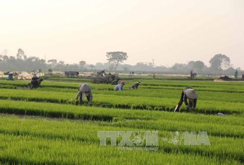 Cần Thơ hướng sản xuất theo mô hình cánh đồng lúa sạch
