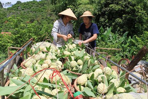 Hiệu quả từ trồng na trên đồi đất dốc Yên Sơn
