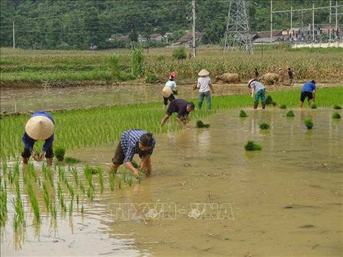 Đẩy mạnh đào tạo nghề, tạo việc làm tại chỗ cho lao động trẻ khu vực nông thôn miền núi
