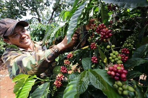 Phát triển thương hiệu giúp doanh nghiệp cà phê hội nhập quốc tế