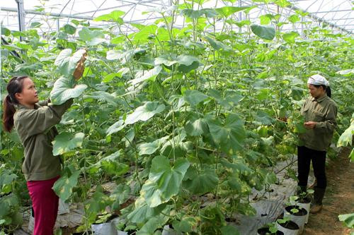 Trồng dưa Mỹ trong nhà lưới theo hướng VietGap cho hiệu quả cao ở Con Cuông