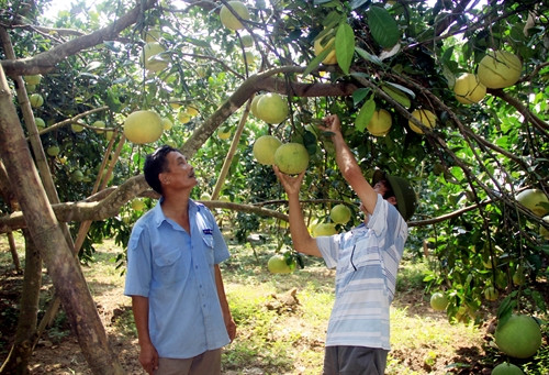 Làm giàu từ trồng bưởi đặc sản ở xã Xuân Vân