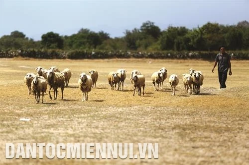 Những điều cần biết trong chăn nuôi cừu