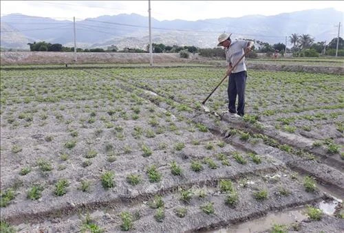 Lạc hữu cơ được giá