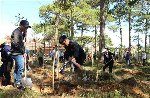 Trồng thêm 1.000 cây thông và mai anh đào trong Khu du lịch quốc gia hồ Tuyền Lâm