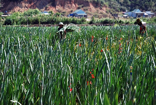 Xót xa hoa nở đỏ đồng