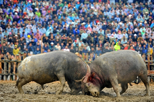 Yêu cầu rà soát các lễ hội, hội chọi trâu ở địa phương