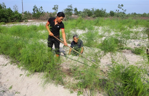 Làm giàu trên vùng cát trắng