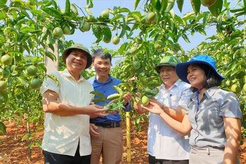 Trồng chanh leo cho giá trị kinh tế cao