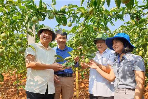 Trồng chanh leo cho giá trị kinh tế cao