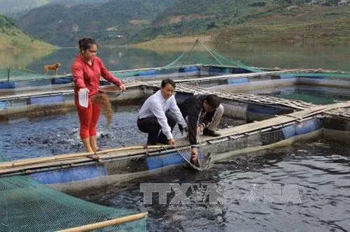 Hiệu quả mô hình nuôi cá lồng vùng lòng hồ thủy điện ở Lai Châu