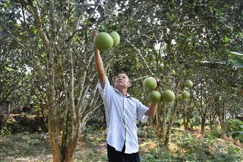 Nông dân Trà Vinh sản xuất hiệu quả trên vùng “đất khó”