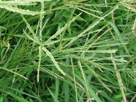 Cỏ mần trầu trị huyết áp cao