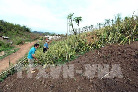 Hà Nội thu gom, sử dụng có hiệu quả tầng đất canh tác khi chuyển sang đất công trình