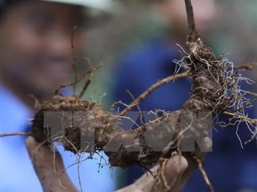 Kỹ thuật trồng và chăm sóc cây Sâm Ngọc Linh
