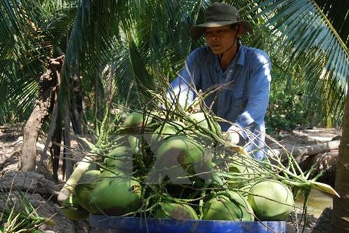Bến Tre phấn đấu 100% xã có sản phẩm tham gia Chương trình OCOP