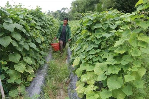 Trà Vinh khuyến khích nông dân đổi cây trồng để tránh khô hạn