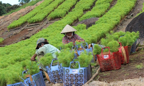 Đẩy mạnh công tác trồng rừng thay thế