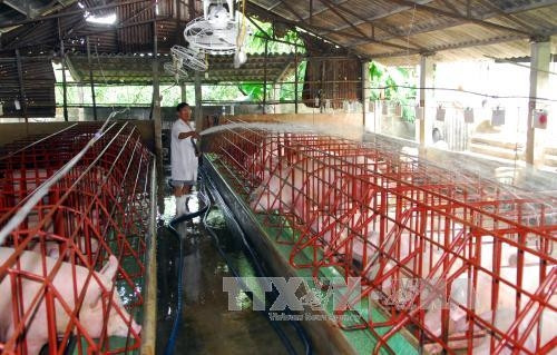 Các nhà bán lẻ cam kết đẩy mạnh tiêu thụ thịt lợn
