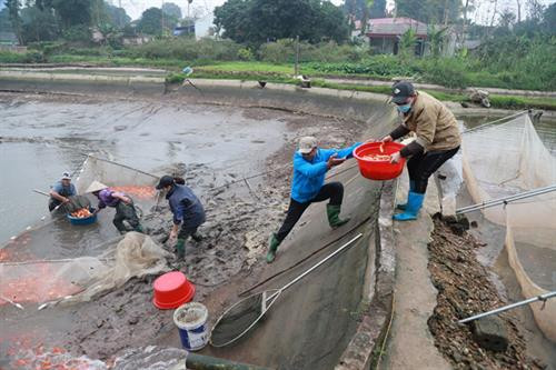 Làng cá chép đỏ Thủy Trầm sẵn sàng cho ngày tiễn Táo quân về trời