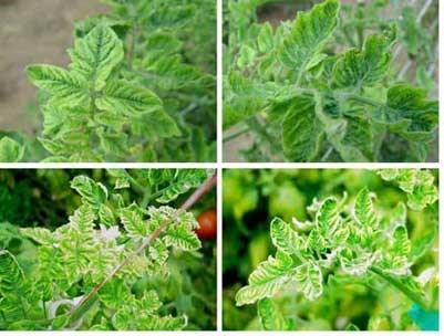 Ngăn chặn dịch bệnh virus xoăn lá trên cây họ cà