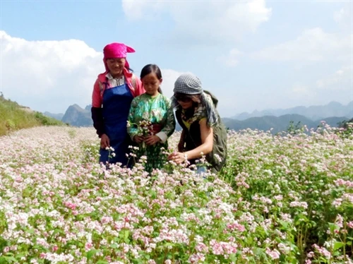 Có một loài hoa "Tím miên man, dịu vợi đến nao lòng"