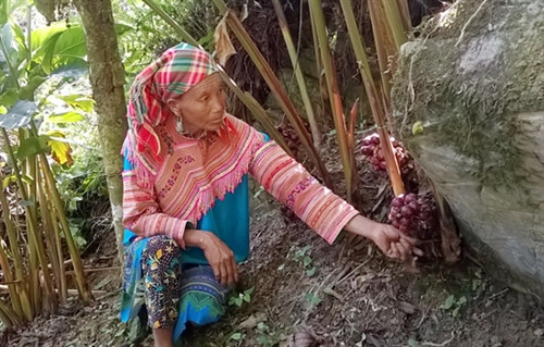 Chị Say giỏi làm giàu