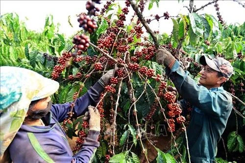 Xây dựng hệ thống thông tin mã số vùng trồng cà phê